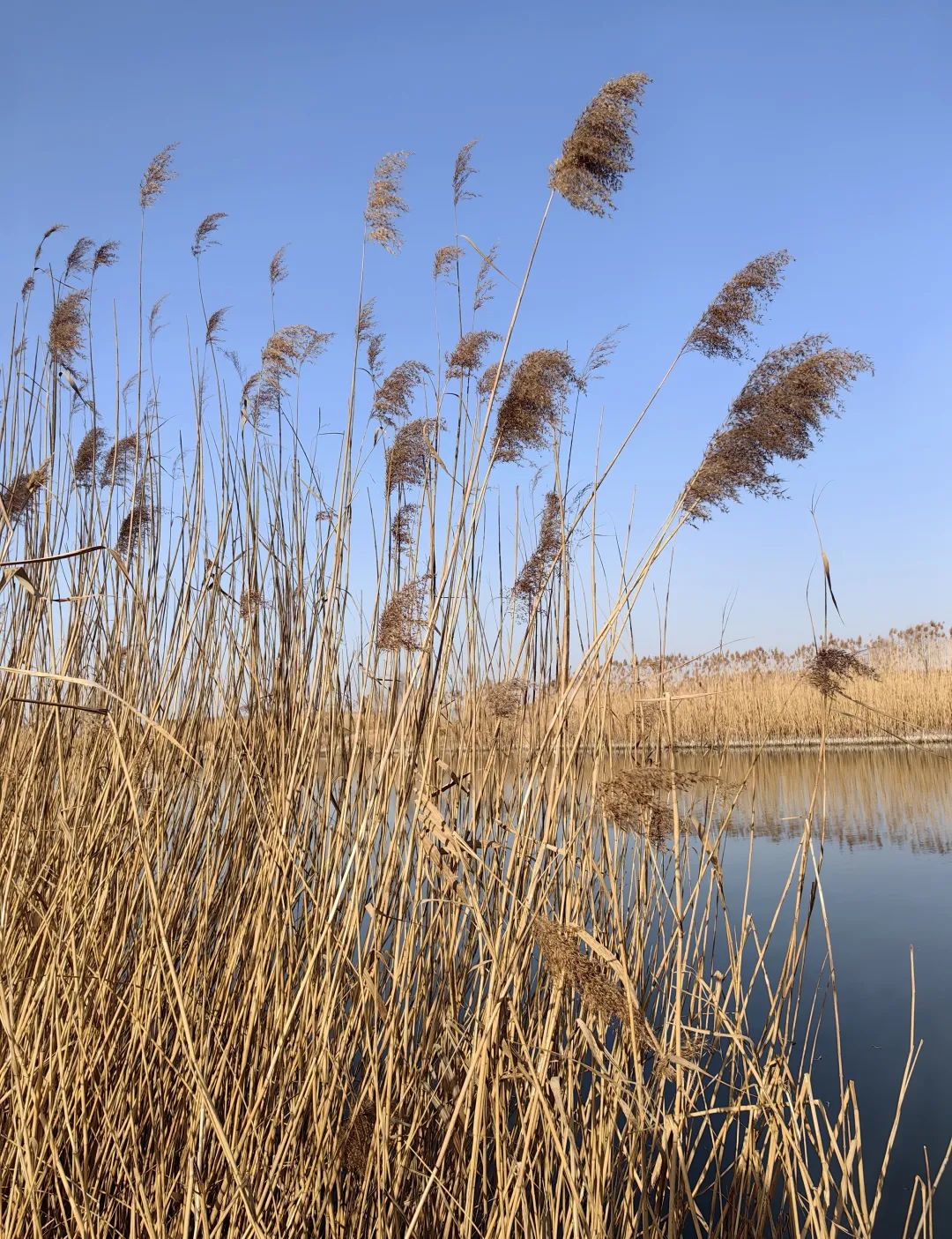 记录季节变换的自然之美—— 范杰导师班走进淄博马踏湖写生