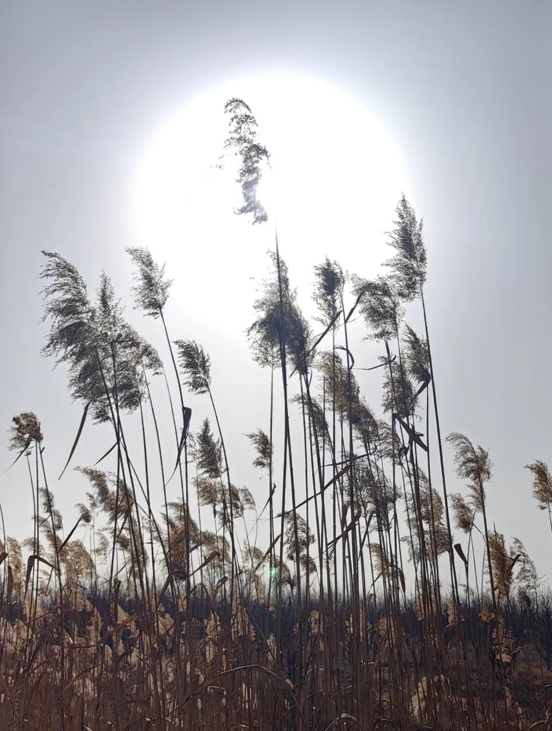 记录季节变换的自然之美—— 范杰导师班走进淄博马踏湖写生