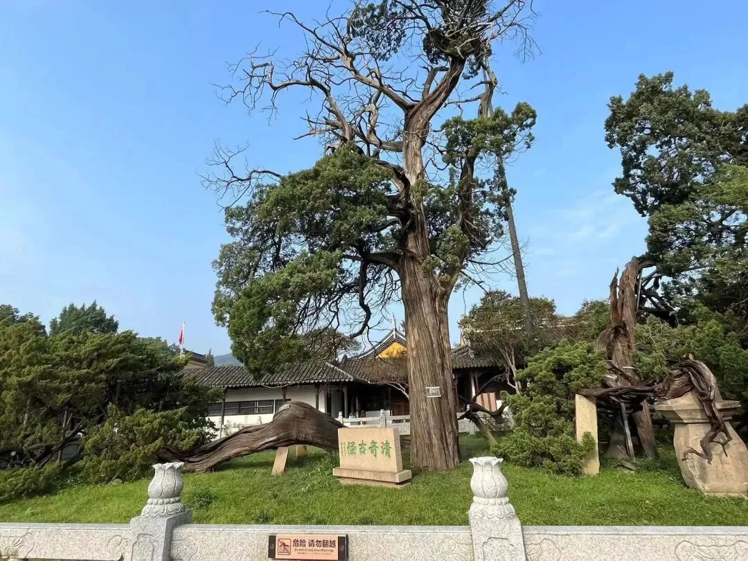 触目横斜千万朵，赏心只有三两枝——中国美院中国画学院张铨师生苏州司徒庙写生之旅