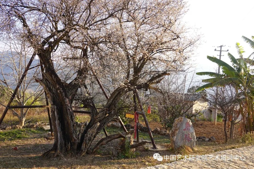 导师：唐建，中国艺术研究院艺术培训中心古梅写生高级研修班(短训班)开启招生