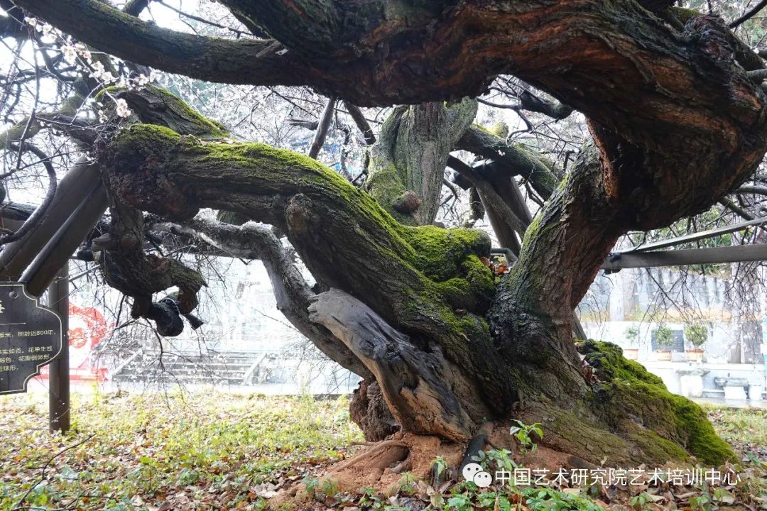 导师：唐建，中国艺术研究院艺术培训中心古梅写生高级研修班(短训班)开启招生