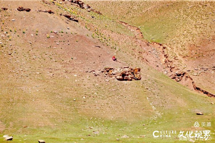 闲云野鹤⑤ | 南疆的山，不同物种和平共处的快乐家园