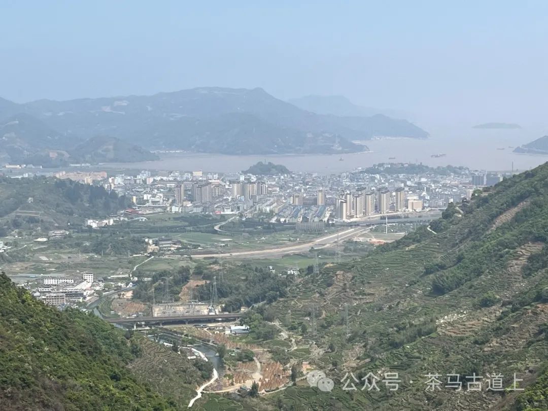 舒建新访福建福鼎太姥山，在白茶故乡寻觅“牡丹寿眉”