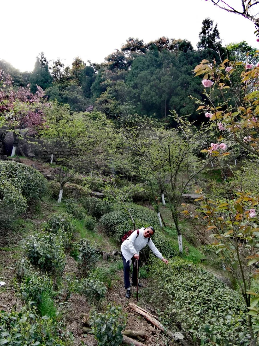 舒建新寻味白茶故乡，感受海上仙都太姥山的慷慨馈赠