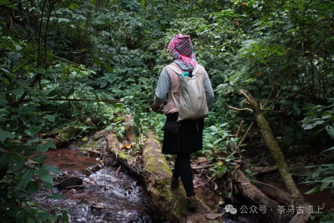 舒建新寻味白茶故乡，感受海上仙都太姥山的慷慨馈赠