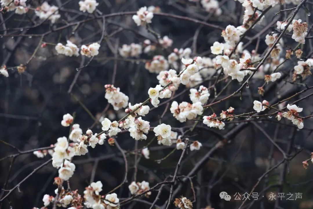 赏千年古梅之姿 抒梅花精神之韵——唐建与“梅友”们的“写梅”之旅