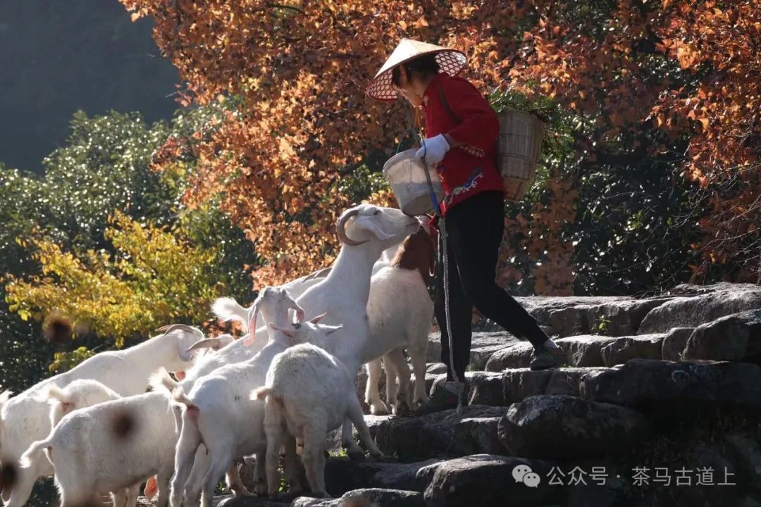 跟随画家舒建新沿瓯江山水诗路，寻找丽水的诗意世界