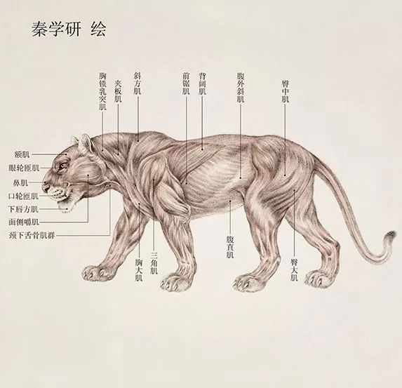 秦学研画虎丨惟妙惟肖 入木三分