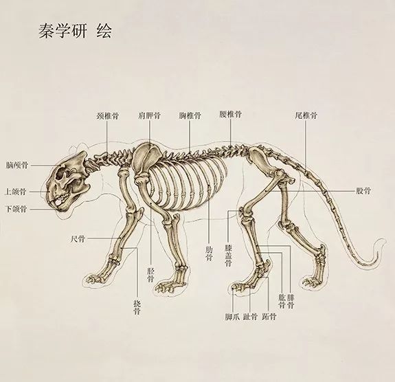 秦学研画虎丨惟妙惟肖 入木三分