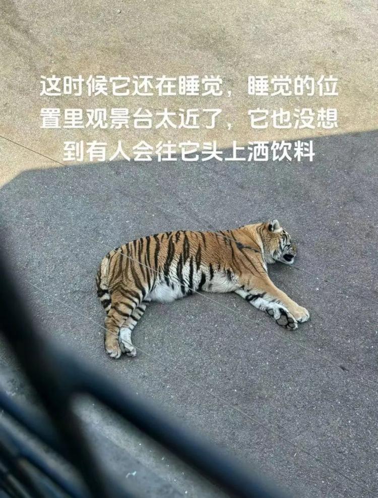 游客多次向老虎身上洒饮料，旁人劝阻反遭怼！动物园回应：已上报处理