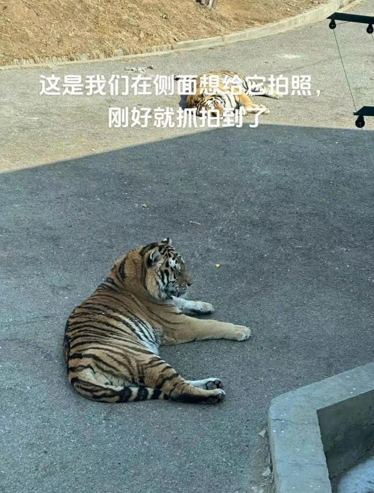 游客多次向老虎身上洒饮料，旁人劝阻反遭怼！动物园回应：已上报处理