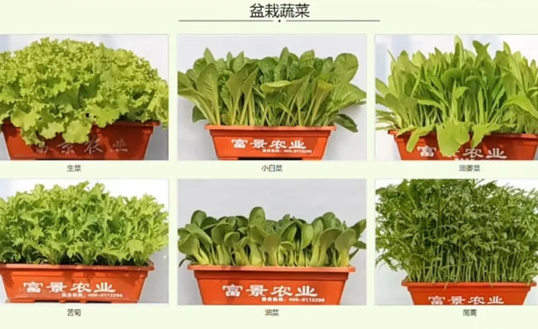 把“盘栽蔬菜”做上市——富景中国控股昨在港交所“挂牌”，成为莱西市首家本土首发上市企业