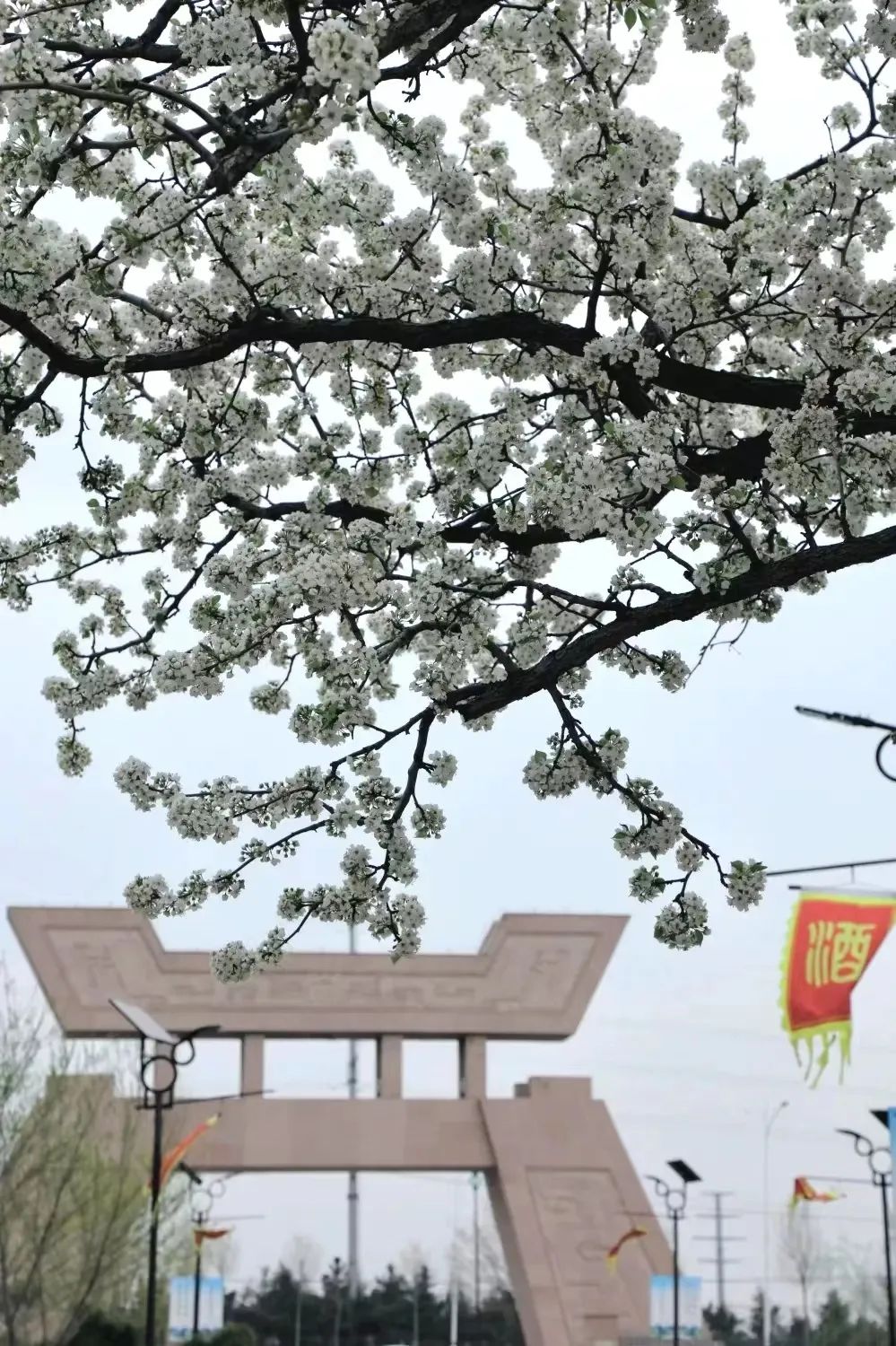 世界风筝公园落户潍坊，为何选择了齐鲁酒地