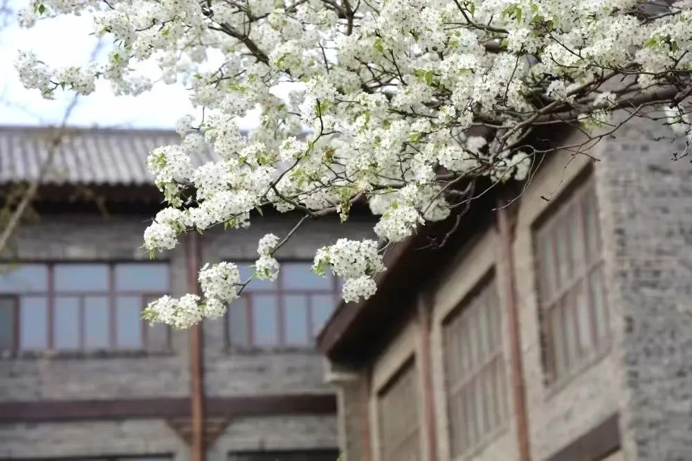 田园牧歌诗酒花香，揭开风筝公园齐鲁酒地神秘面纱