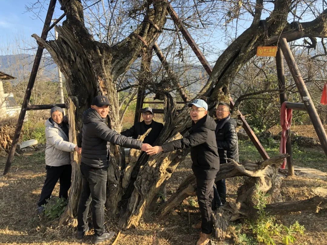 守护十余载，古梅焕新生——画家唐建赴云南寻梅、咏梅、画梅实录