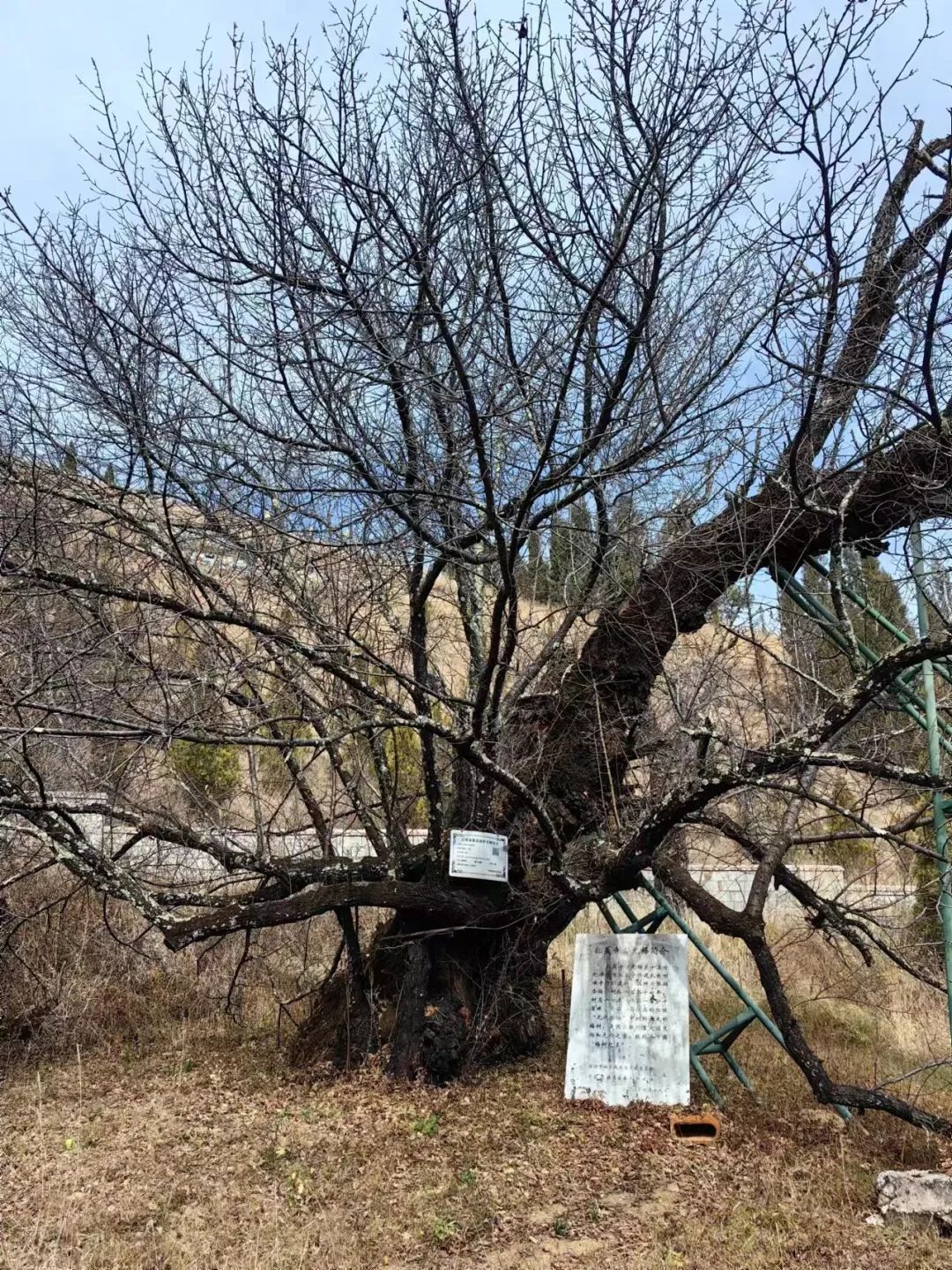 守护十余载，古梅焕新生——画家唐建赴云南寻梅、咏梅、画梅实录