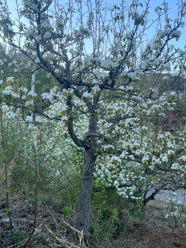 北镇梨花洁白雅致、宁远古城淳朴敦厚……跟随画家赵培智的写生之旅回望辽西之美