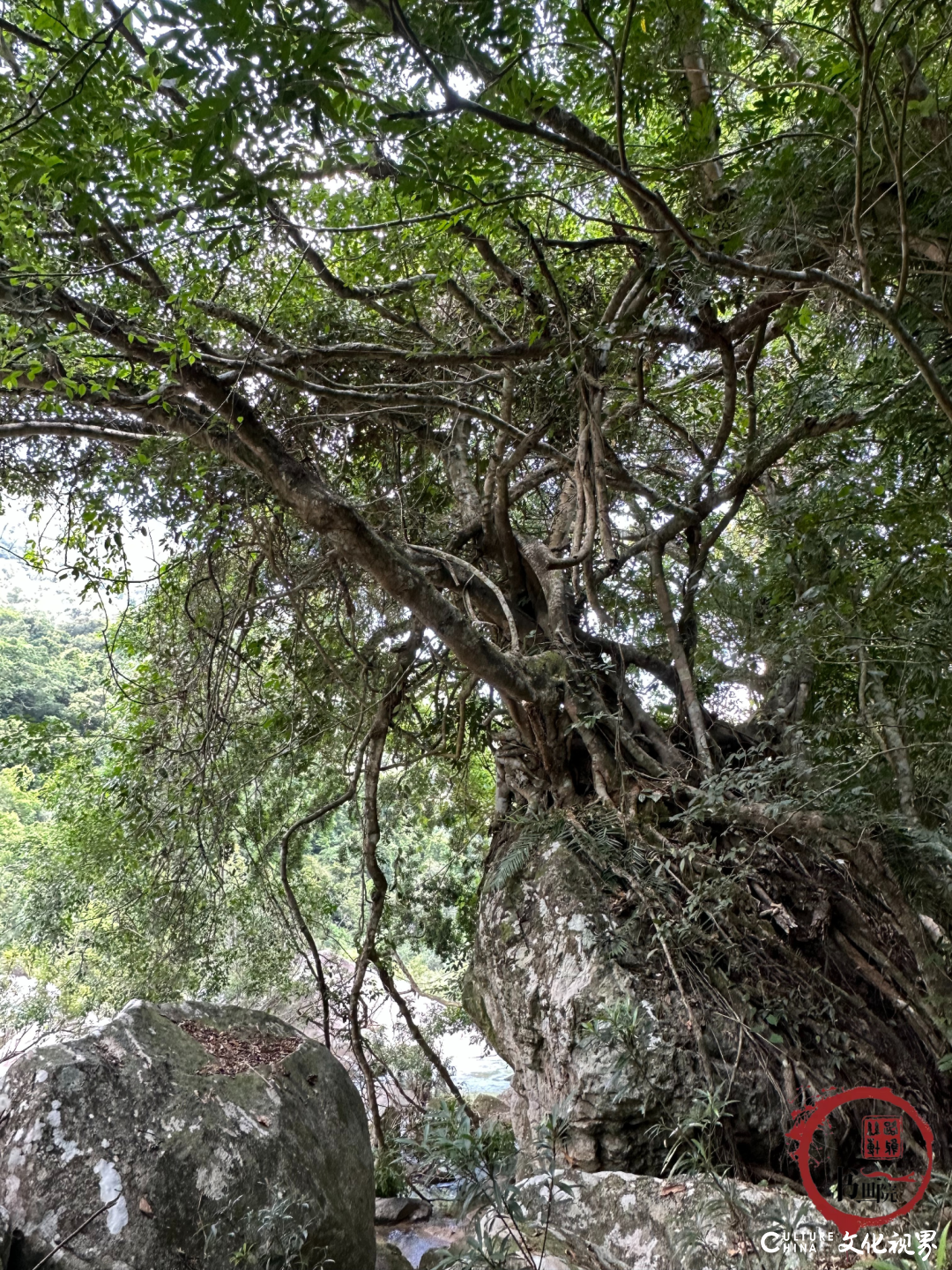 广州美术学院教授方楚雄、林淑然一行到吊罗山热带雨林国家森林公园创作写生