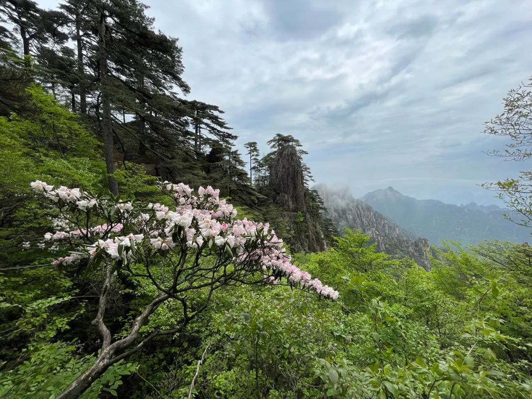 张国兴·写生黄山丨心灵与自然的对话