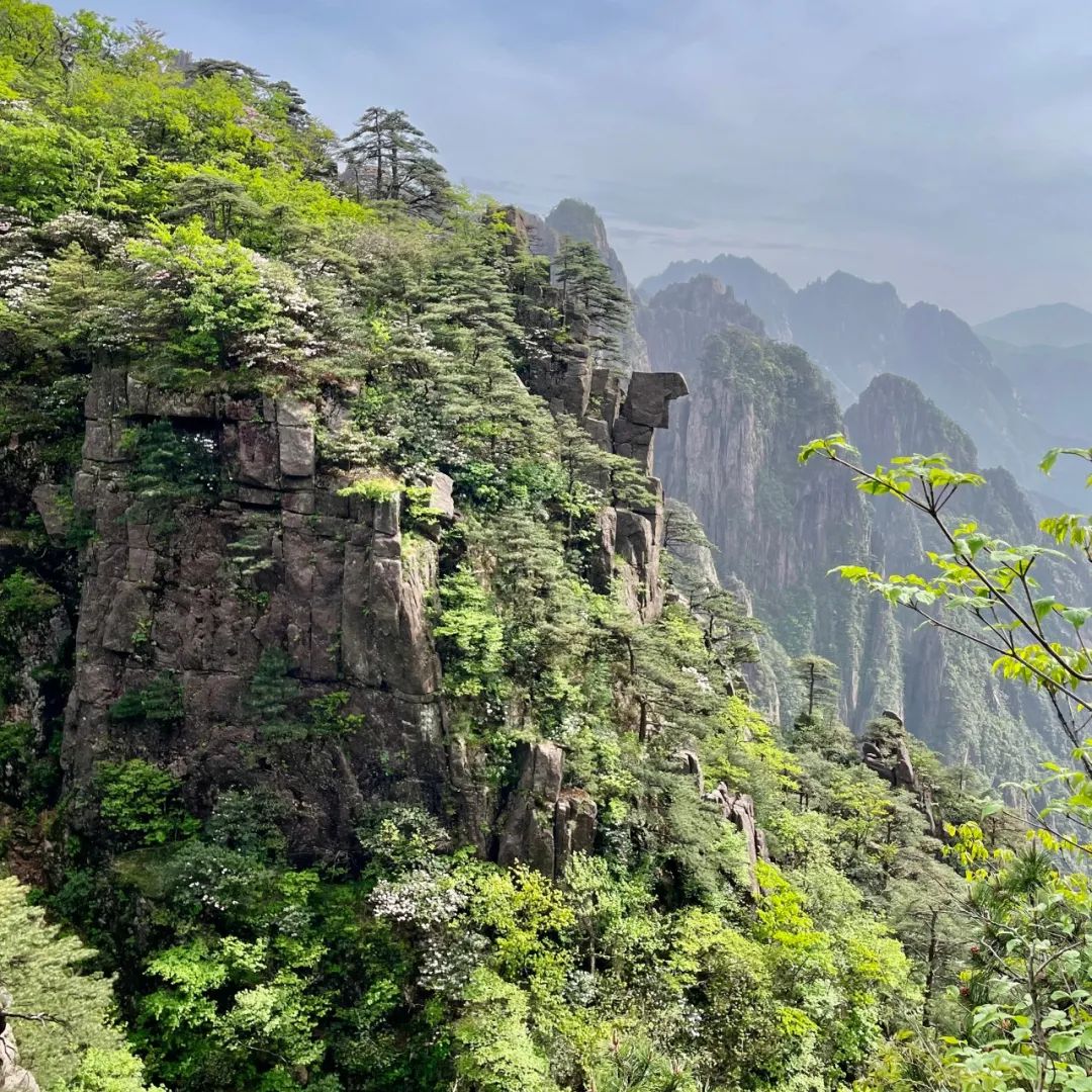 张国兴·写生黄山丨心灵与自然的对话