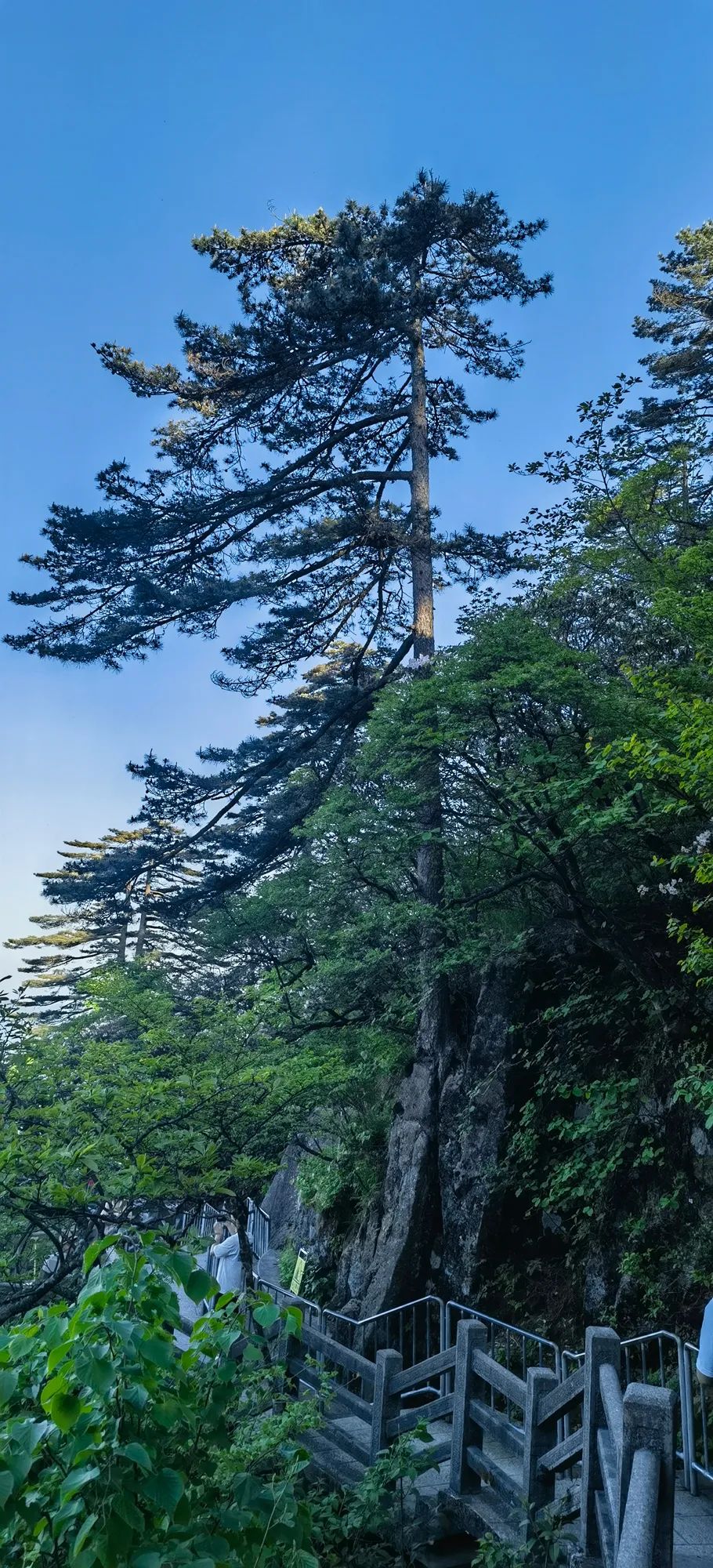 张国兴·写生黄山丨心灵与自然的对话