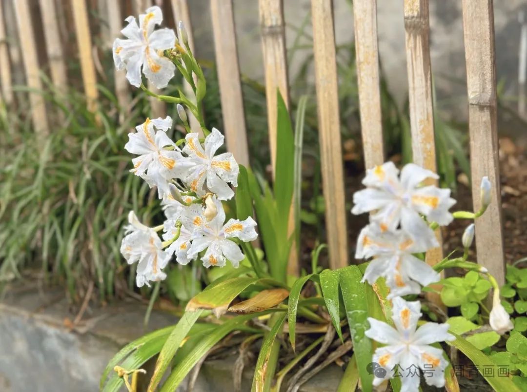 周青写生婺源春色丨烟雨蒙蒙静谧，花在枝头俏立