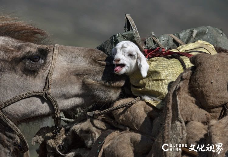 摄影家钱捍镜头下的阿勒泰牧民转场：传统文化与现代生活的融合