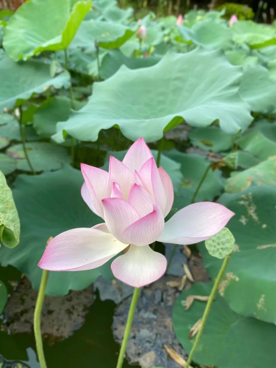 曾昭明丨赏一池荷花 品人间清欢