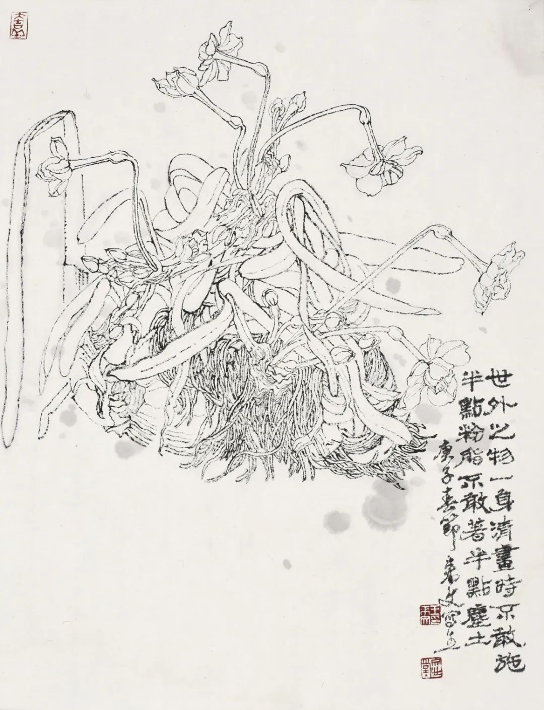 王来文·白描花卉丨于细微处见精妙 在绚烂中品平淡