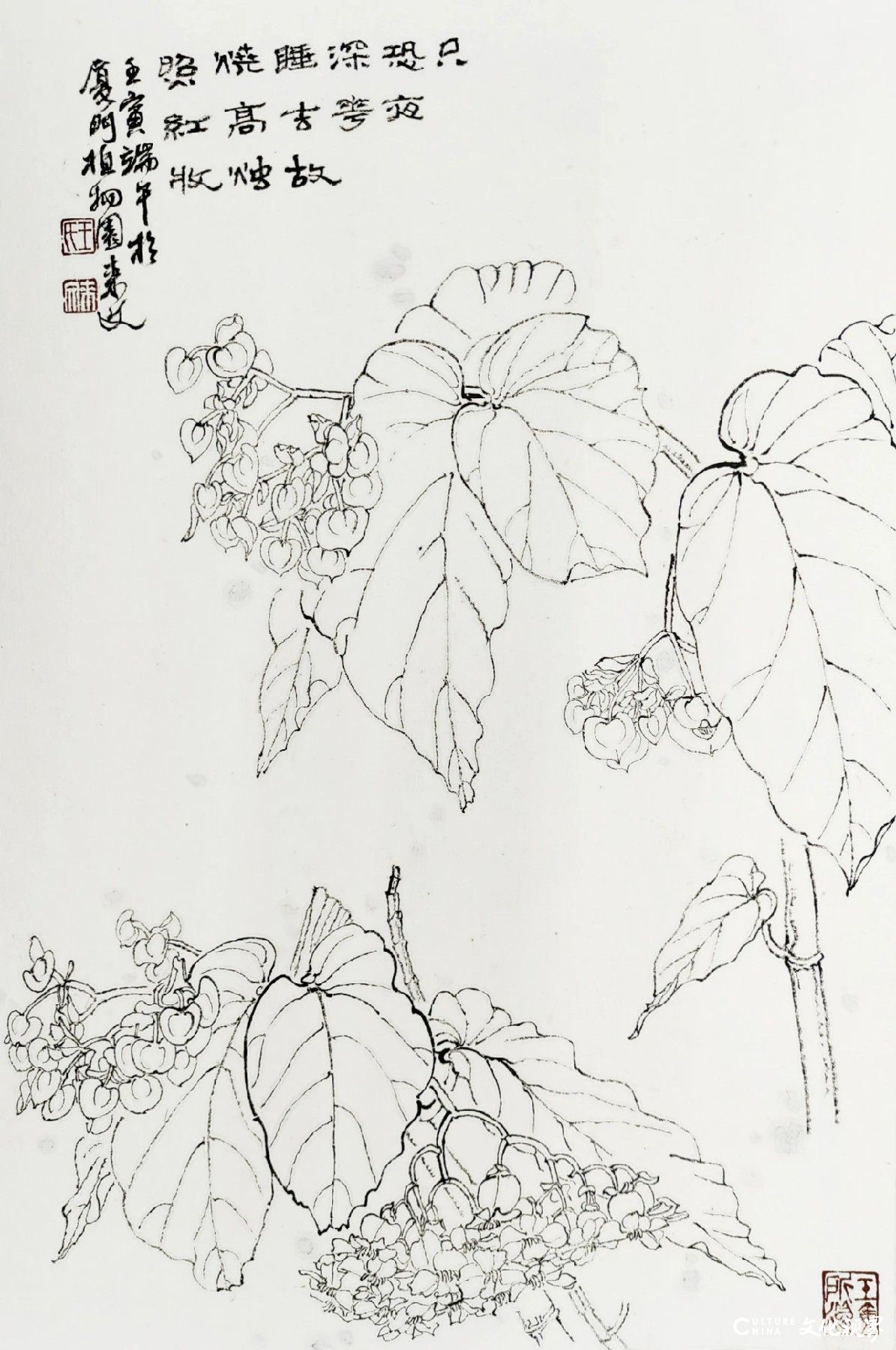 王来文·白描花卉丨于细微处见精妙 在绚烂中品平淡