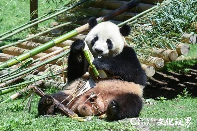 全国首个大熊猫学院开启招生！网友调侃：是可以和大熊猫做同学？还是能天天撸大熊猫？