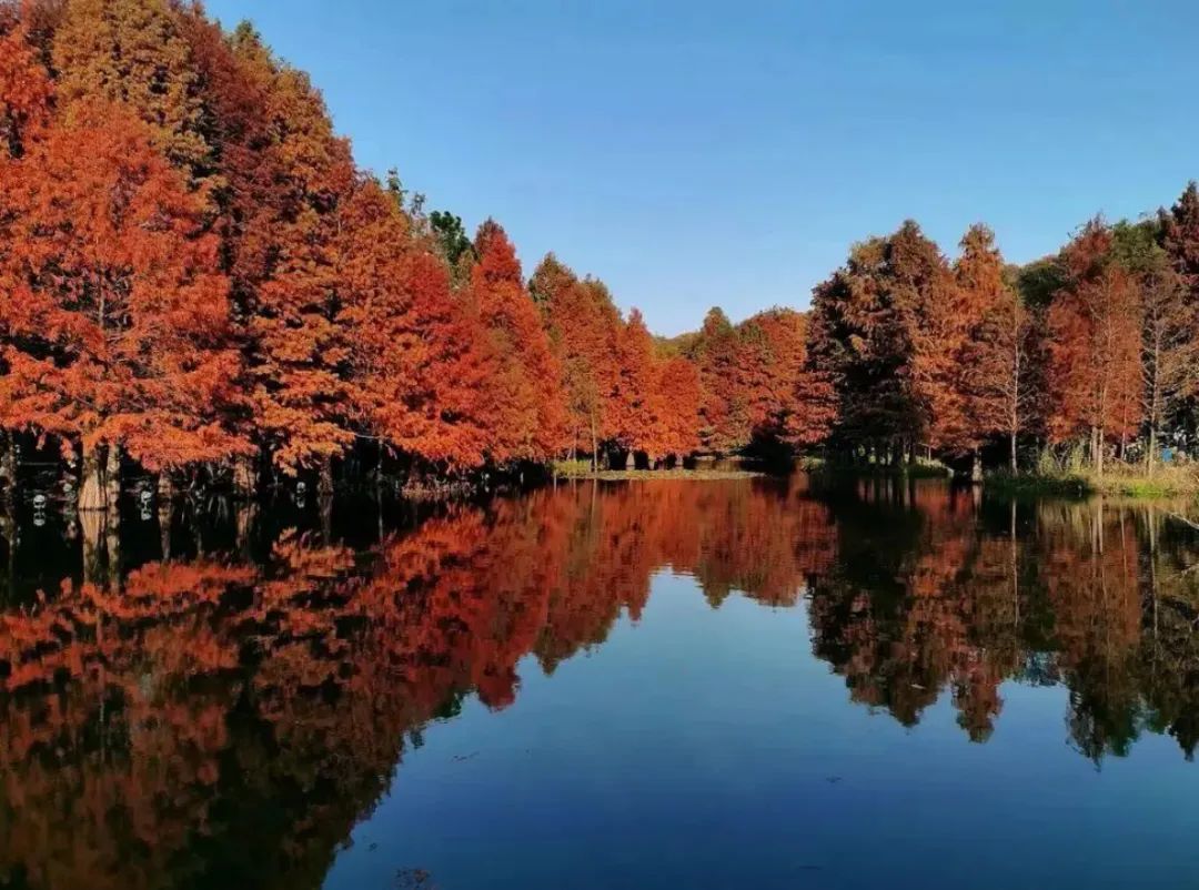 毕宝祥画美钟山｜钟山十八景之云杉水镜 双湖环翠