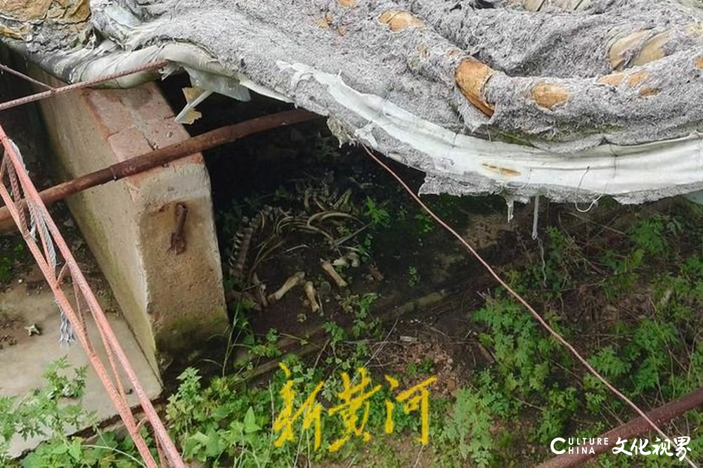 种猪场因高铁建设被迫倒闭，场主称损失超千万，施工方仅答应补偿5万元