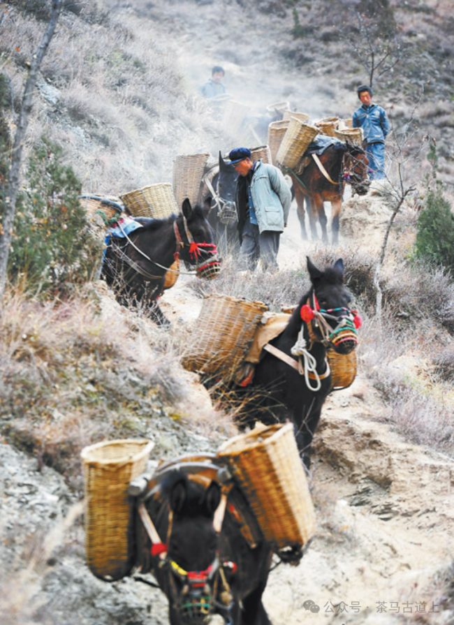 岁月悠悠，自强不息——舒建新画笔下的迤萨马帮文化