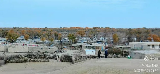 闲云野鹤⑬ 丨 西北行（六）——塔克拉玛干腹地里的金胡杨