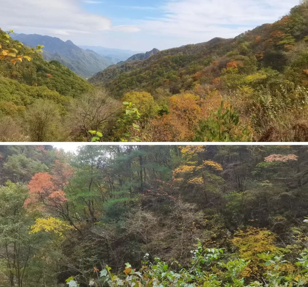 对话党震 | 在终南山感受到来自远古的回声，获得了对生命、对人与自然关系的重新理解