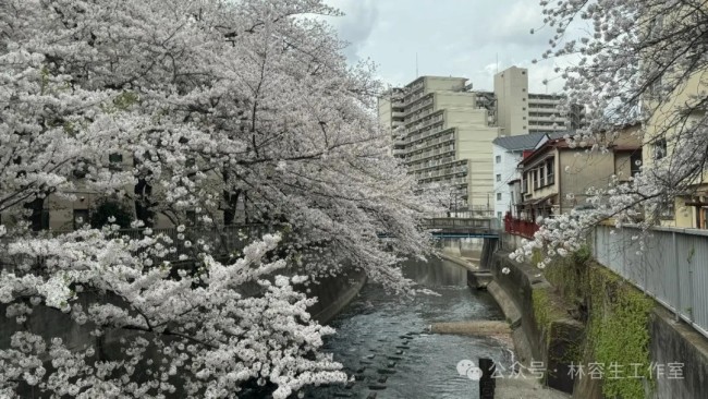 林容生·日本写生丨待来年春风再拂面，把酒且看，云脚乱蹒跚