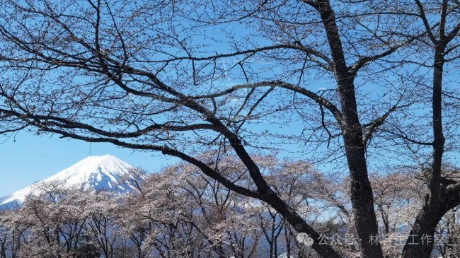 林容生·日本写生丨待来年春风再拂面，把酒且看，云脚乱蹒跚