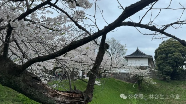 林容生·日本写生丨待来年春风再拂面，把酒且看，云脚乱蹒跚