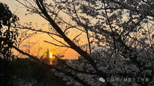 林容生·日本写生丨待来年春风再拂面，把酒且看，云脚乱蹒跚