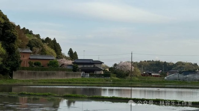 林容生·日本写生丨待来年春风再拂面，把酒且看，云脚乱蹒跚