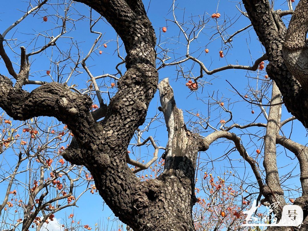 赵英水·潍坊临朐写生丨山山秋意浓，树树染柿红