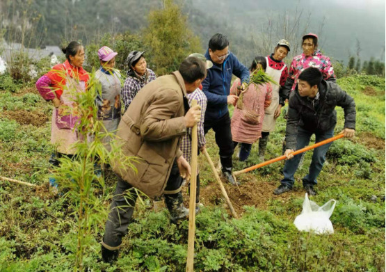 赵树丛：细听竹林打叶声——大关筇竹四题