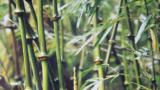 赵树丛：细听竹林打叶声——大关筇竹四题