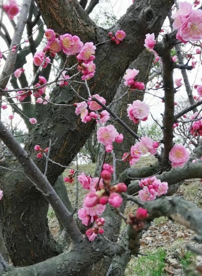 张明川·画梅丨揣摩体悟梅孤傲卓群、无畏严寒之气，将梅之神韵、梅之风骨再造于纸素