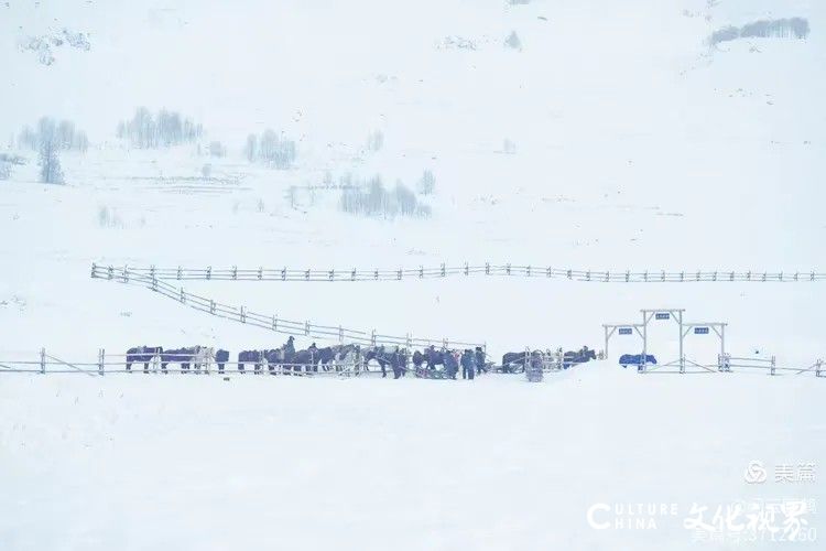 闲云野鹤⑮ | 西北行（八）——北疆看雪迎新年