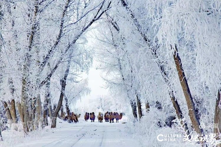 闲云野鹤⑮ | 西北行（八）——北疆看雪迎新年