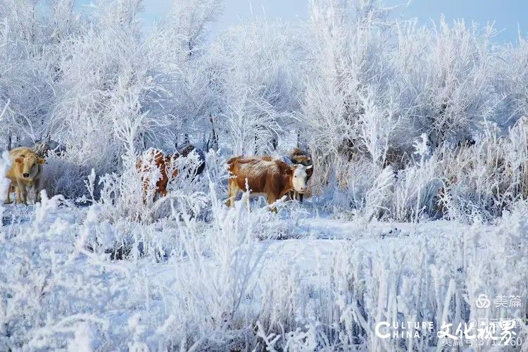 闲云野鹤⑮ | 西北行（八）——北疆看雪迎新年