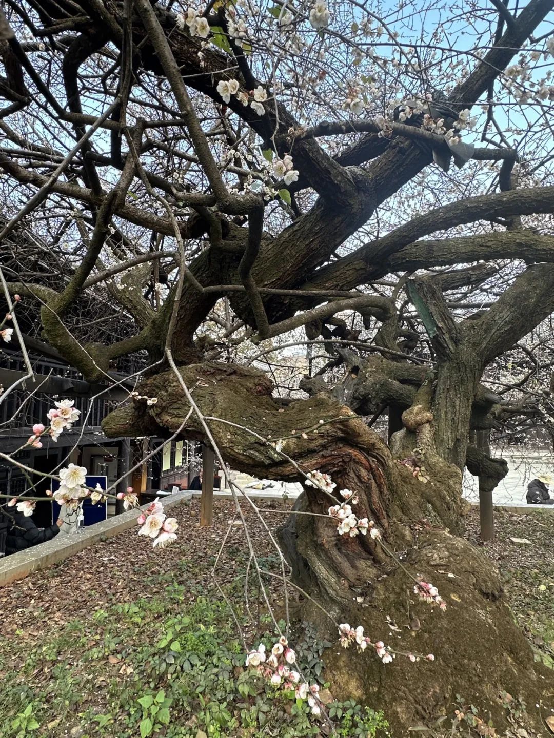 寻良辰“梅”景，绘古梅神韵——中国艺术研究院唐建教授古梅写生高级研修班（大理永平元梅高级班）教学实录