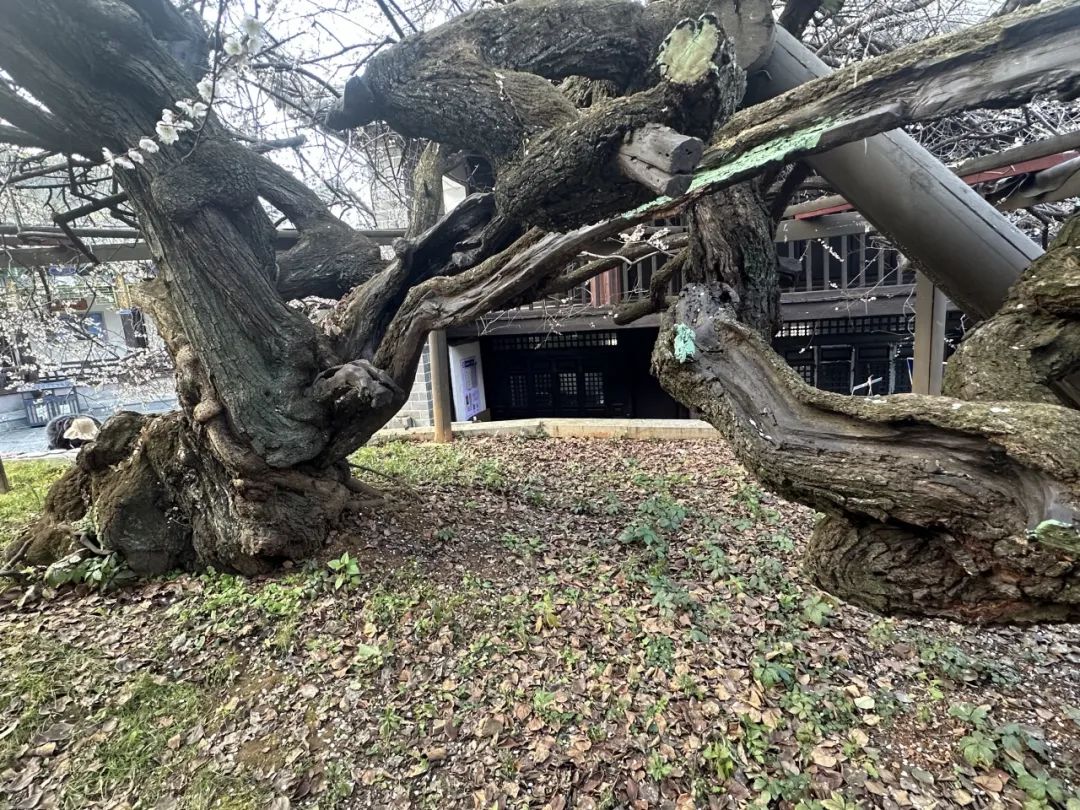 寻良辰“梅”景，绘古梅神韵——中国艺术研究院唐建教授古梅写生高级研修班（大理永平元梅高级班）教学实录